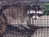 big_racoon.jpg (222984 bytes)
